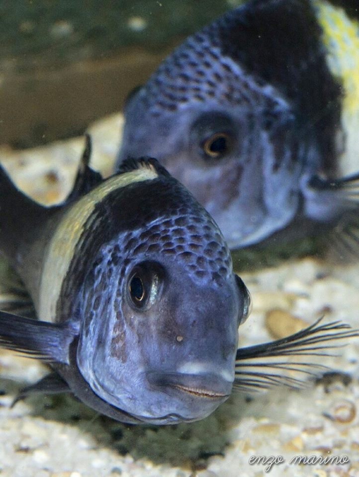 Tropheus duboisi 'Maswa'